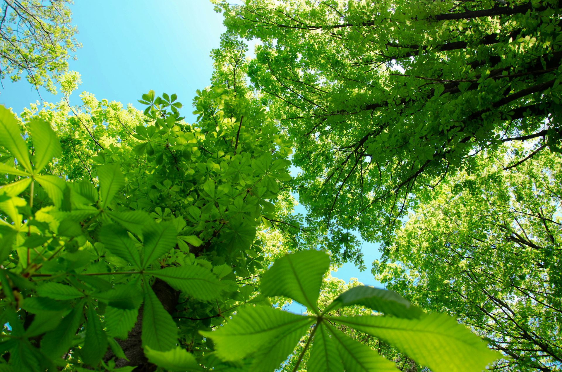 tree leaves - natural insulation